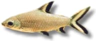 Exact Silver Shark / Bala Shark, Balantiocheilos melanopterus - view 5