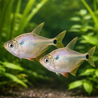 Silver Tetra, Silver-Brass — pair in a planted aquarium — representative image - view 2