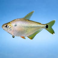 Silver Tetra, Silver-Brass — side profile on a plain background — representative image - view 3