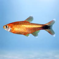 Silver Tip Tetra — side profile on a plain background — representative image - view 3