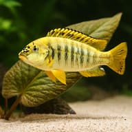 Simochromis babaulti yellow tiger 3,5 - 4 — close view showing fin and scale detail — representative image - view 4
