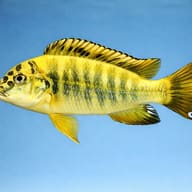 Simochromis babaulti yellow tiger 3,5 - 4 — side profile on a plain background — representative image - view 3