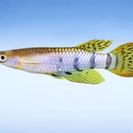 Singhalese Panchax (Aplocheilus dayi) side profile showing panchax body shape - view 3