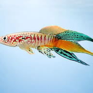 Sjoestedti's Killie side profile showing Blue Gularis finnage - view 3