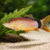 Botia (Botia morleti) — close view showing fin and scale detail — representative image - view 4