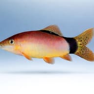 Botia (Botia morleti) — side profile on a plain background — representative image - view 3