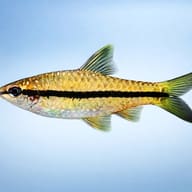 Slender Black-Striped Barb — side profile on a plain background — representative image - view 3