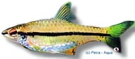 Source/continuity image of Slender Black-Striped Barb, Enteromius macrops - view 5