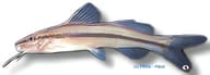 Graceful Pimelodella (Pimelodella gracilis) exact reference image for - view 5