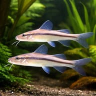 Graceful Pimelodella (Pimelodella gracilis) pair in planted aquarium scene — representative image - view 2