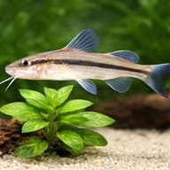 Graceful Pimelodella (Pimelodella gracilis) with plants showing scale — representative image - view 4
