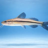 Graceful Pimelodella (Pimelodella gracilis) side profile in clean aquarium view — representative image - view 3