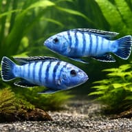 Slender Pseudotropheus Cobalt — pair in a planted aquarium — representative image - view 2