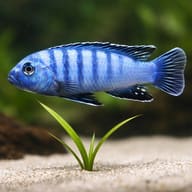 Slender Pseudotropheus Cobalt — close view showing fin and scale detail — representative image - view 4