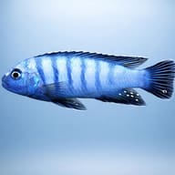 Slender Pseudotropheus Cobalt — side profile on a plain background — representative image - view 3