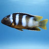 Small-Mouthed Tropheus — Tropheops microstoma side profile showing compact mbuna body and small mouth — representative image - view 3