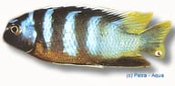 Small-Mouthed Tropheus Tropheops microstoma - view 5