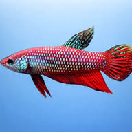 Smaragd Fighter, Emerald Betta — side profile on a plain background — representative image - view 3