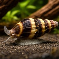 Snail-eating Assassin Snail M — representative image - view 1