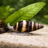 Snail-eating Assassin Snail M — close view showing fin and scale detail — representative image - view 4