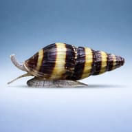 Snail-eating Assassin Snail M — side profile on a plain background — representative image - view 3