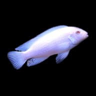 Snow White Cichlid Albino Pindani - view 5