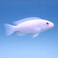 Snow White Cichlid side view showing pale albino mbuna body — representative image - view 3
