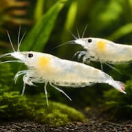 Two Snowball Shrimp grazing in a planted freshwater aquarium - view 2