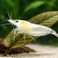 Snowball Shrimp on a broad aquarium plant leaf - view 4