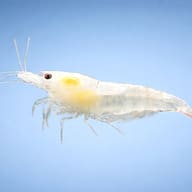 Side view of a translucent white Snowball Shrimp - view 3