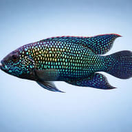 Jack Dempsey Cichlid — South American cichlids — South American Cichlids — side profile on a plain background - view 3