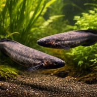 South American lungfish — pair in a planted aquarium — representative image - view 2