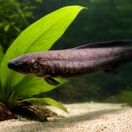 South American lungfish — close view showing fin and scale detail — representative image - view 4