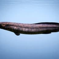 South American lungfish — side profile on a plain background — representative image - view 3