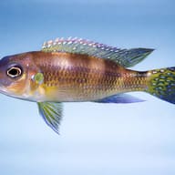 Side profile of Spangled Cichlid Limnochromis auritus with blue-green fin markings — representative image - view 3