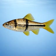 Spanner Barb, T-Barb — side profile on a plain background — representative image - view 3