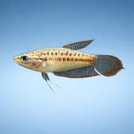 Sparkling Gourami — Labyrinth Fish & Gouramis UK — side profile on a plain background — representative image - view 3