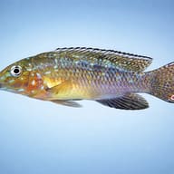 Spathodus ehrytrodon 3,5 - 4 — side profile on a plain background — representative image - view 3
