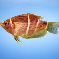 Chocolate gourami side profile on a plain background — representative image - view 3