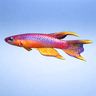 Splendid Killie (Aphyosemion splendopleure) side profile showing lyretail fins - view 3