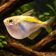 Spotfin hatchetfish — representative image - view 1