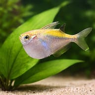 Spotfin hatchetfish — close view showing fin and scale detail — representative image - view 4