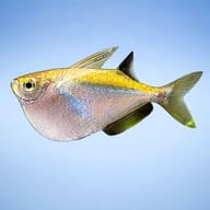Spotfin hatchetfish — side profile on a plain background — representative image - view 3