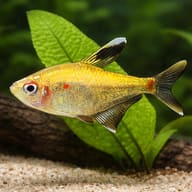 Spotfin Tetra — close view showing fin and scale detail — representative image - view 4