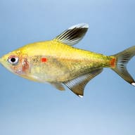 Spotfin Tetra — side profile on a plain background — representative image - view 3