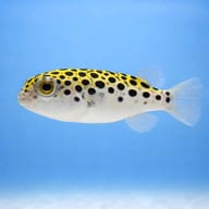 Green Spotted Pufferfish side profile showing spotted body — representative image - view 3