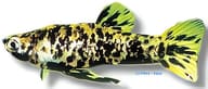 Spotted Livebearer / Caudo (Phalloceros caudimaculatus) - view 5