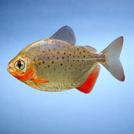 Spotted Silver Dollar (Metynnis maculatus) side profile, representative illustration — representative image - view 3