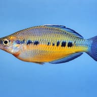 Spotted Rainbowfish (Glossolepis maculosus) side profile showing spotted markings — representative image - view 3
