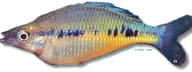 Spotted Rainbowfish (Glossolepis maculosus) - view 5